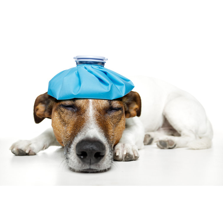 Ebern Designs Sick Dog Wrapped Canvas Photograph Wayfair.co.uk